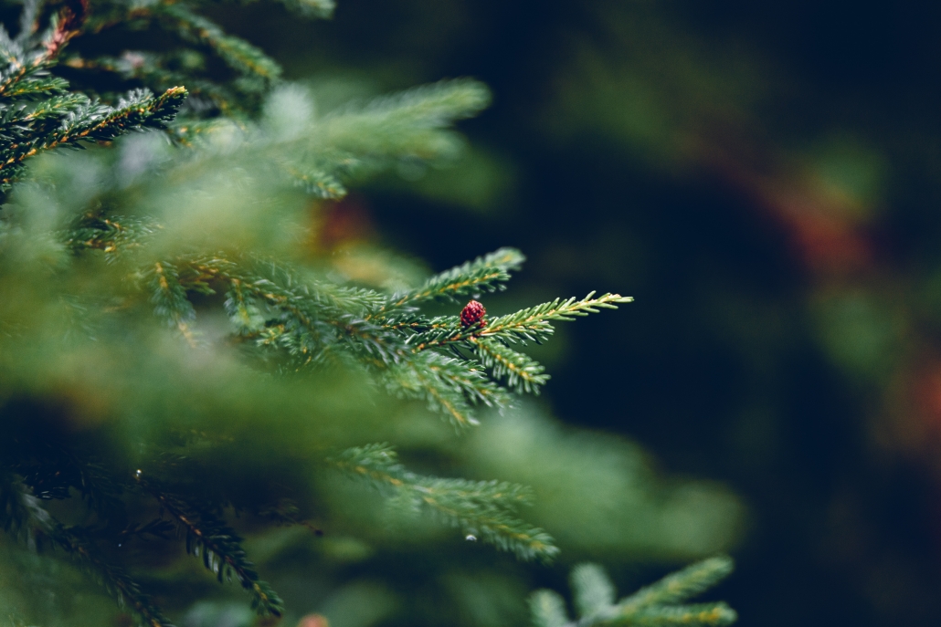 albero di natale